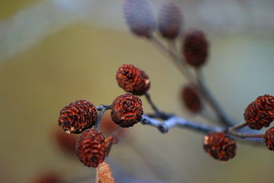 Close-up of plant against blurred background