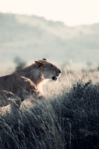 Lion in wild kenya