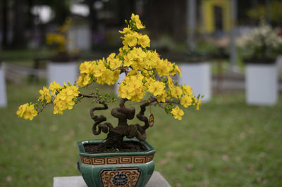 Close-up of yellow flower pot on field