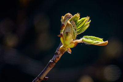 Close-up of wilted flower bud