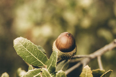 Close-up of fruits on plant