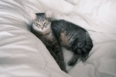 High angle view of cat resting on bed