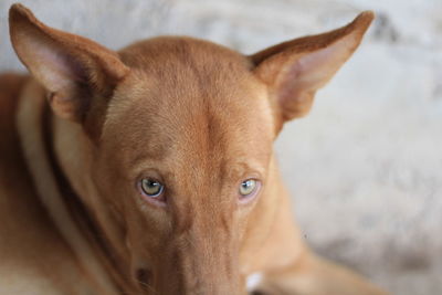 Close-up portrait of a dog