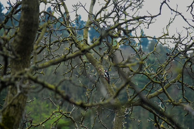 Close-up of bird perching on tree