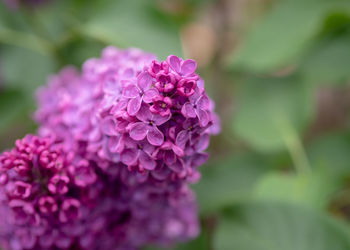 Close-up of pink flowering plant