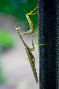 Close-up of insect on plant