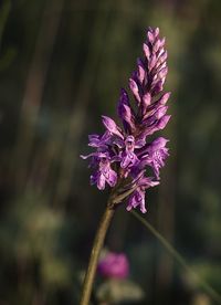 Close-up of purple flowering plant