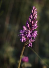 Close-up of purple flowering plant