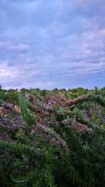 Plants and trees against sky