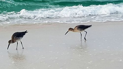 Bird on beach