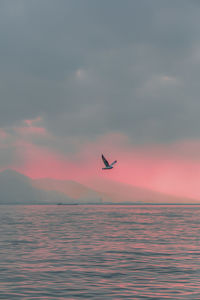 Bird flying over sea