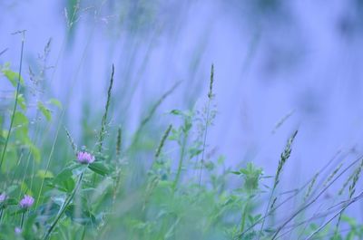 Close-up of purple flowering plants on field