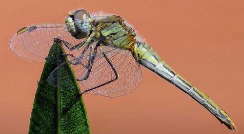 Close-up of butterfly perching on leaf