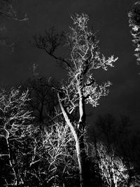 Low angle view of bare tree against sky