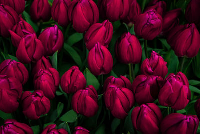 Close-up of red tulips