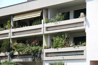 Low angle view of potted plants outside building