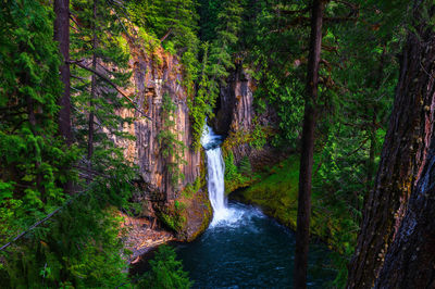 Scenic view of waterfall in forest