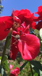 Close-up of red flower