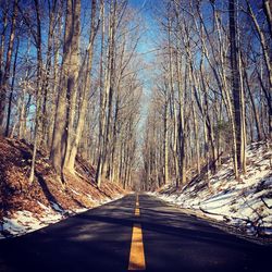 Road amidst bare trees in forest