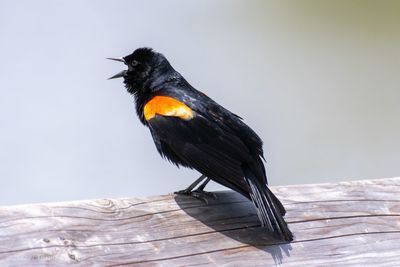 Close-up of bird perching on wood against sky