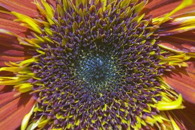 Full frame shot of purple flowering plant