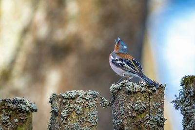 Close-up of bird perching on rock