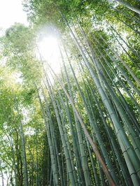 Low angle view of bamboo trees in forest