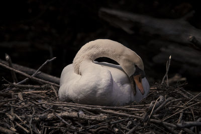 Close-up of swan in nest