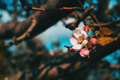 Close-up of pink cherry blossoms