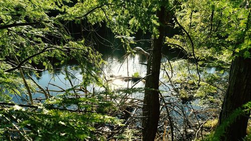 Reflection of trees in lake