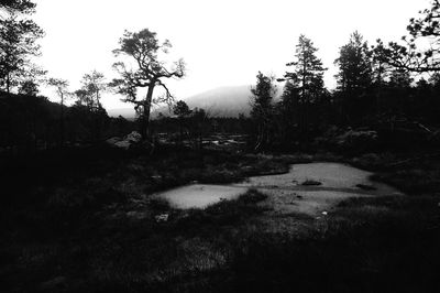 Trees in forest against sky