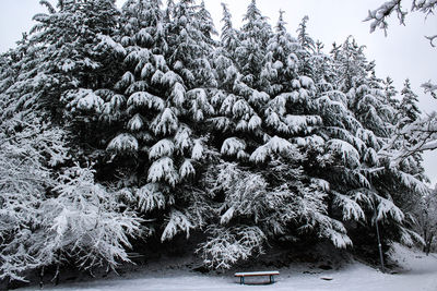 Close-up of tree against sky during winter