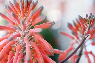 Close-up of red flowering plant