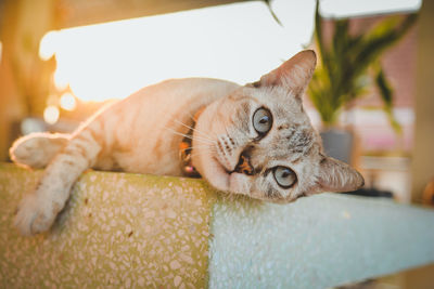 Close-up of cat resting