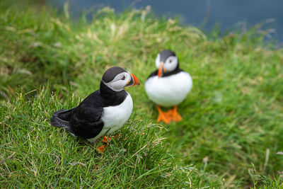 Ducks on a field