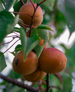 Close-up of fruit growing on tree