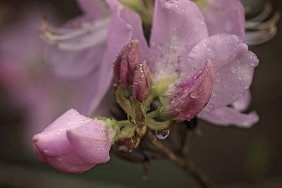 Close-up of wet pink flower