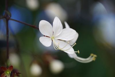 Close-up of white flowering plant