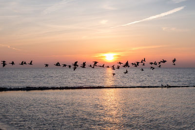 Silhouette birds flying over lake against sky during sunset