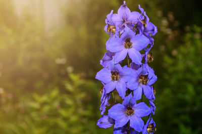 Close-up of purple flowering plant