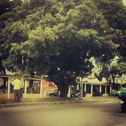 Road along trees