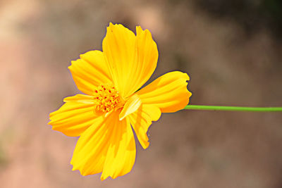 Close-up of yellow cosmos flower