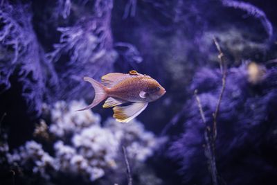 Red fish underwater