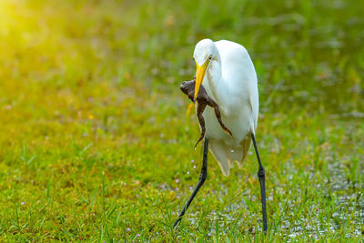 Close-up of bird perching on grass