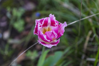 flowering plant