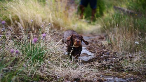 Happy dog running