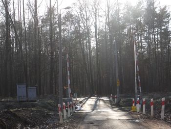 Road amidst trees in forest