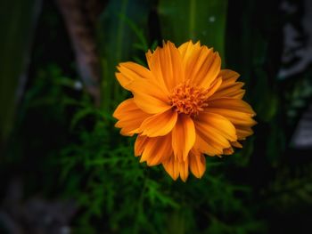 Close-up of yellow flower blooming outdoors
