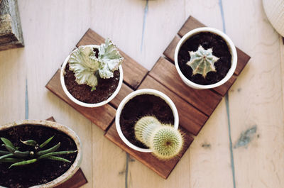 High angle view of potted plants on table