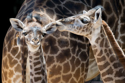 Close-up of giraffes